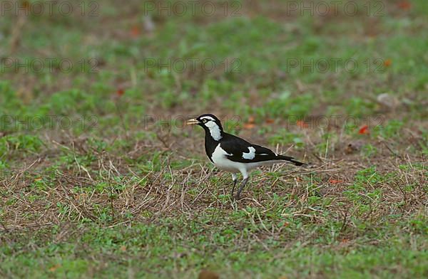 Magpie