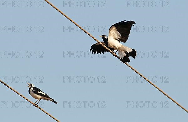 Australian magpie-lark