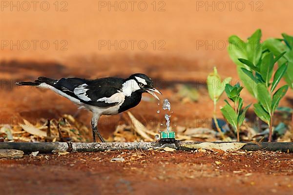 Australian magpie lark