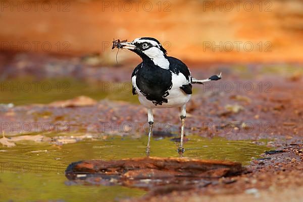 Australian magpie-lark