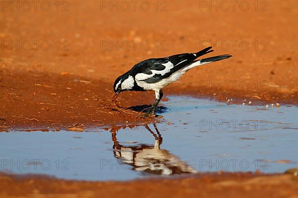 Australian magpie-lark