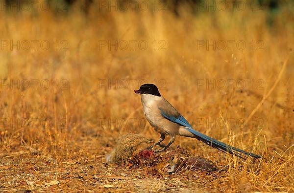Blue azure-winged magpie