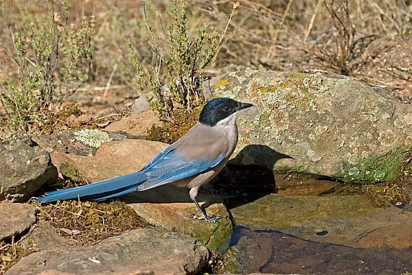 Azure-winged Magpie