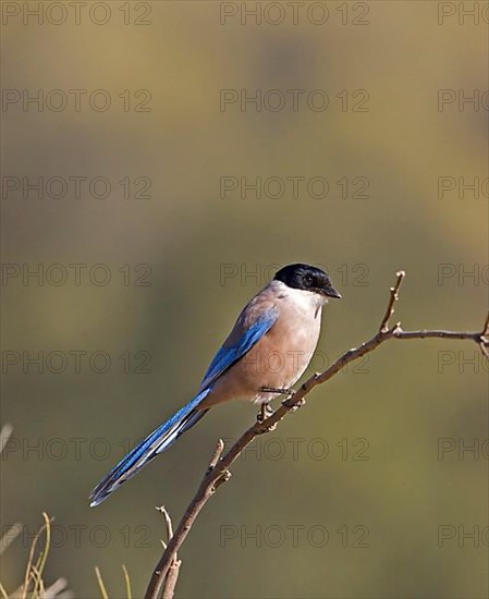 Azure azure-winged magpie