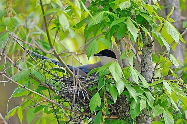 Adult Blue azure-winged magpie