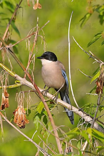 Blue azure-winged magpie