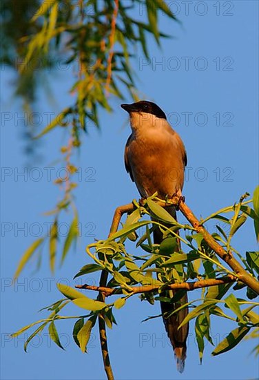 Azure-winged Magpie