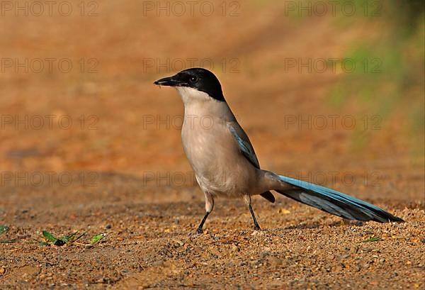 Azure-winged Magpie