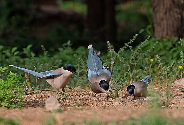 Azure-winged Magpie