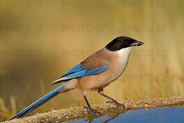 Azure-winged Magpie