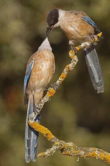 Azure-winged Magpie