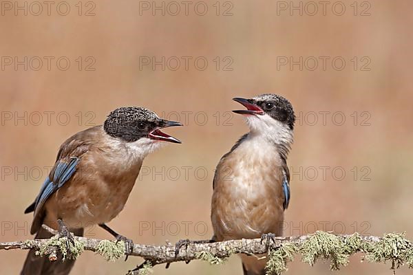 Azure-winged Magpie