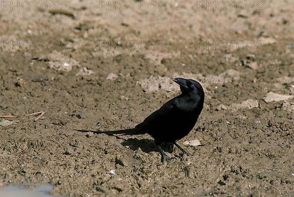 Sharp-tailed Magpie