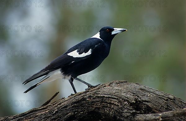 Australian Magpie