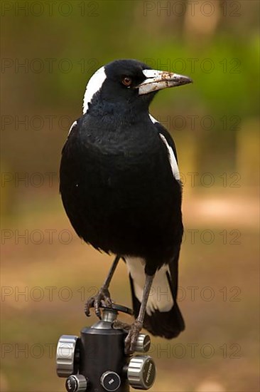 Australian Magpie