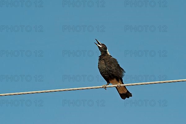 Australian Magpie