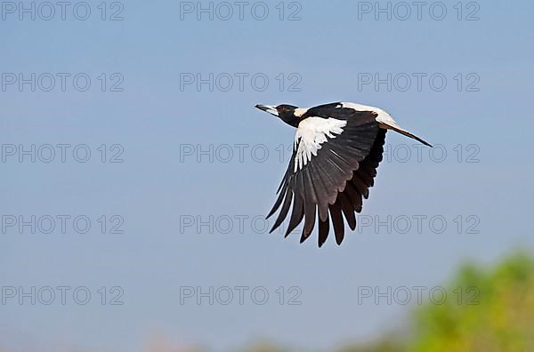 Australian Magpie