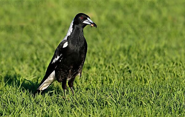 Australian Magpie