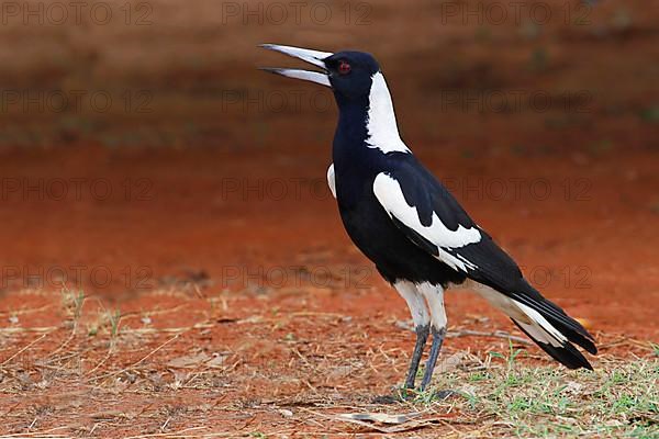 Australian Magpie