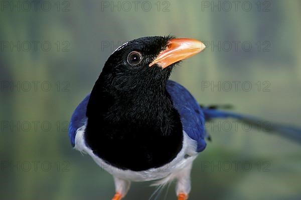 Red-billed Kitta