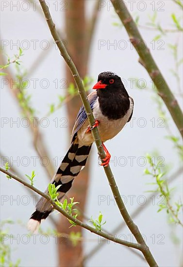 Red-billed Kitta