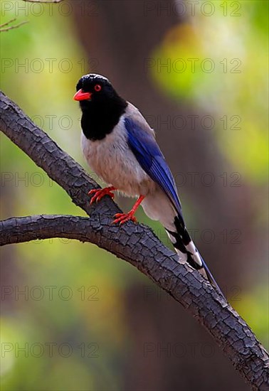 Red-billed Kitta