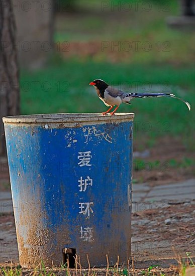 Red-billed Kitta