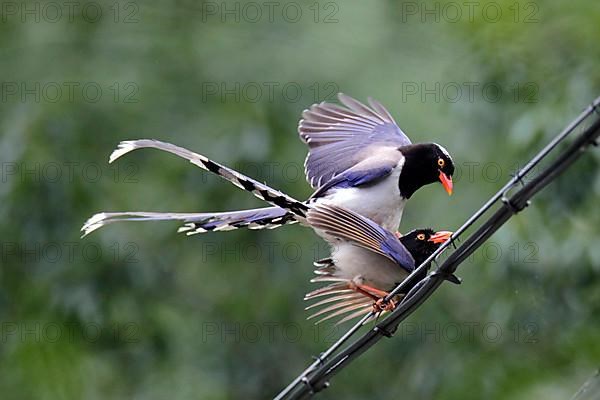 Red-billed Blue Magpie