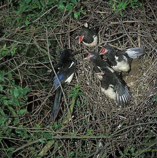 Common Magpie