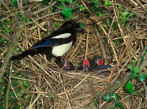 Common european magpie