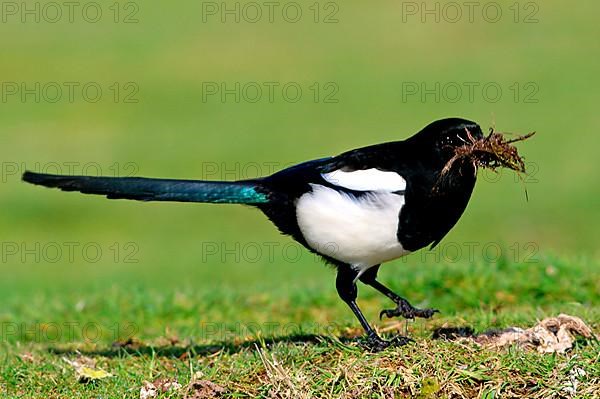 European magpie