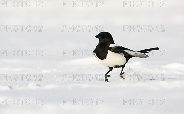 Adult european magpie