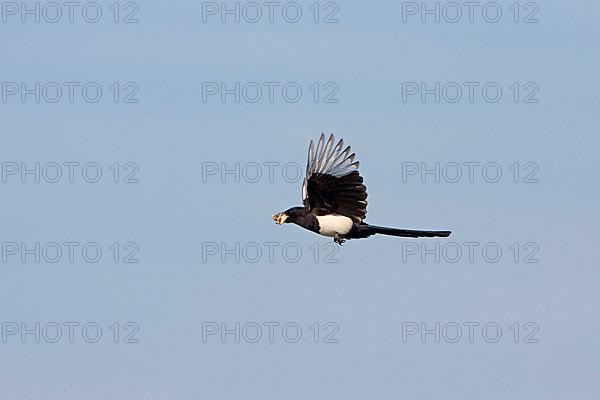 European magpie