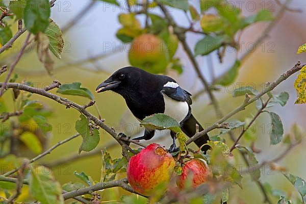 Common Magpie