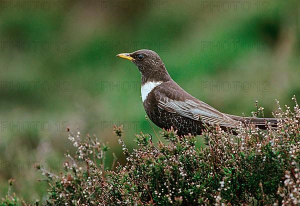 Ring ouzels