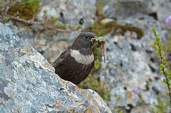 Ring ouzel