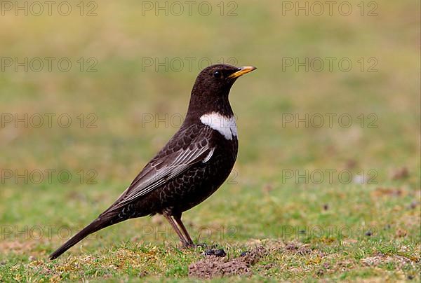 Ring ouzel