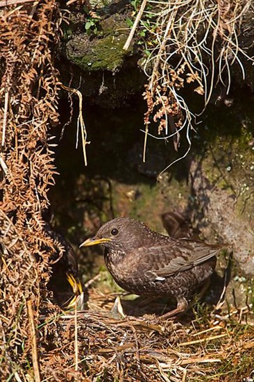 Ring ouzel