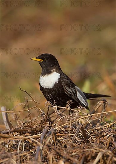 Ring ouzel