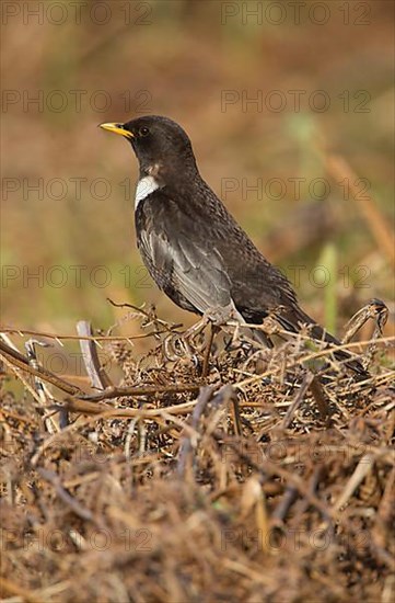 Ring ouzel