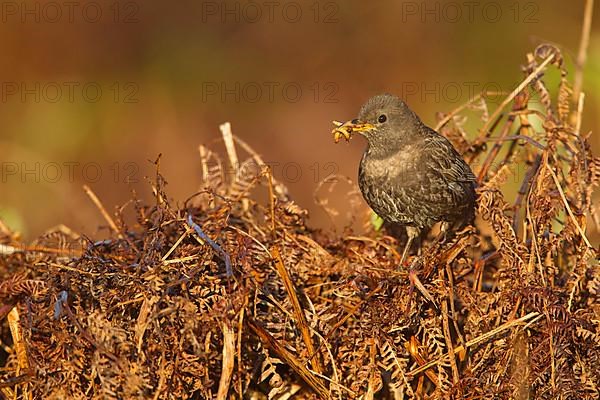 Ring ouzel