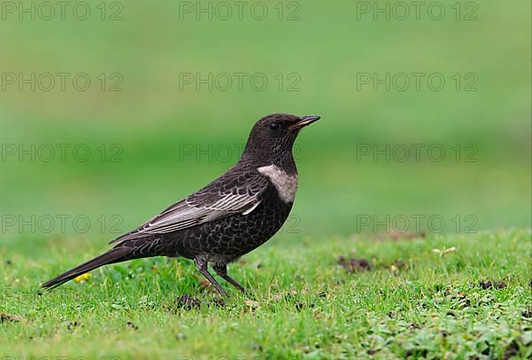 Ring ouzel