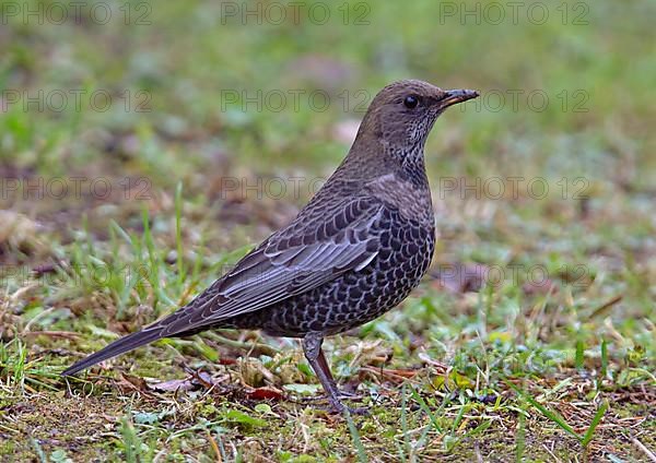 Ring ouzel