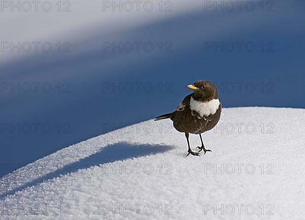 Ring ouzel