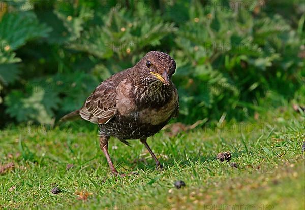 Ring ouzel