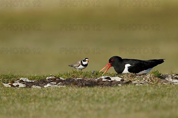 Eurasian Oystercatcher