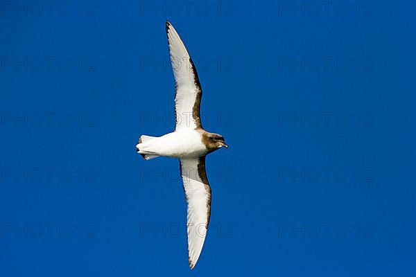 White-winged Petrel