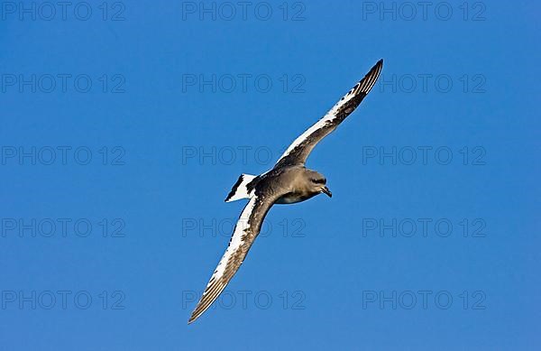 White-winged Petrel