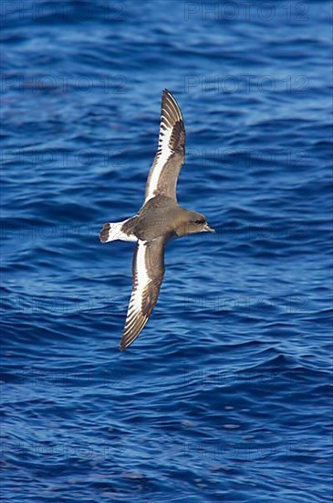 White-winged Petrel