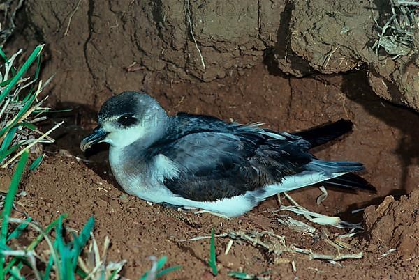 Black-winged Petrel